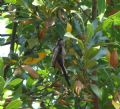 Aegithalos caudatus